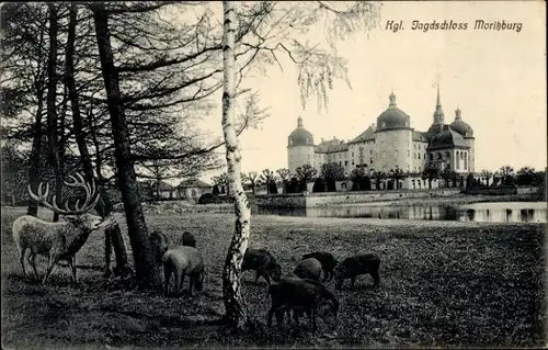 Ak Moritzburg in Sachsen, Jagdschloss Moritzburg, Wildschweine