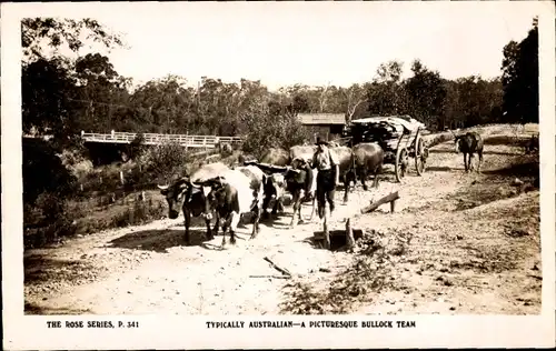 Ak Australien, Bullen Gespann bei der Arbeit, Holz-Abbau