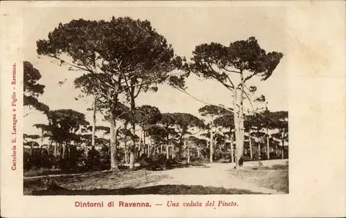 Ak Ravenna Emilia Romagna, Una veduta del Pineto