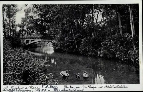 Ak Trzebiatów Treptow an der Rega Westpommern, Partie an der Rega mit Blücherbrücke, Schwäne