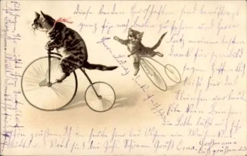 Künstler Ak Vermenschlichte Katzen auf Hochrädern