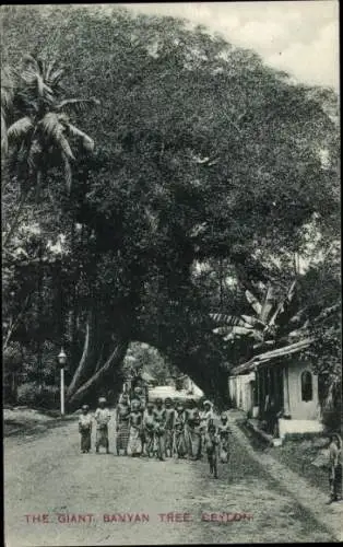 Ak Ceylon Sri Lanka, Der Riese, Banyan Tree