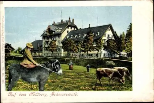 Ak Feldberg im Schwarzwald, Esel, Kuhweide