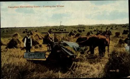 Ak Kanada, Ernteszene, Weizenernte, Mähmaschine
