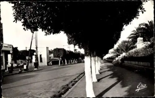 Ak Tipasa Algerien, Rue Principale