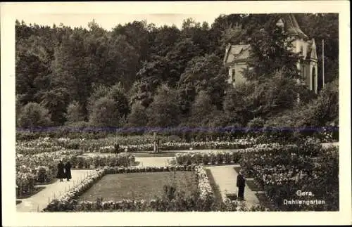 Ak Gera in Thüringen, Dahliengarten