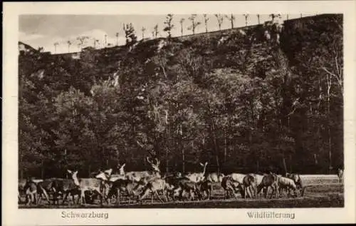 Ak Schwarzburg in Thüringen, Wildfütterung, Rotwild