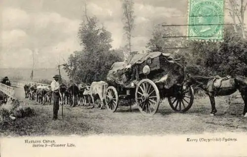 Ak Australien, Rinder ziehen Karren, Pferd