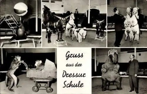 Ak Hamburg Eimsbüttel Stellingen, Carl Hagenbeck's Tierpark, Dressurschule