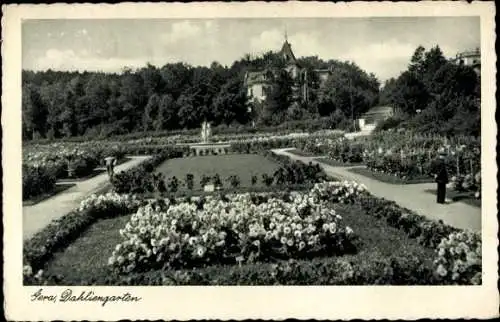 Ak Gera in Thüringen, Dahliengarten