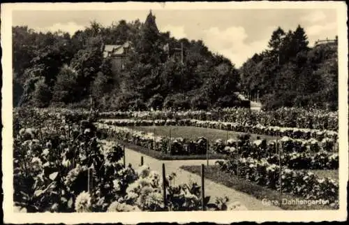 Ak Gera in Thüringen, Dahliengarten