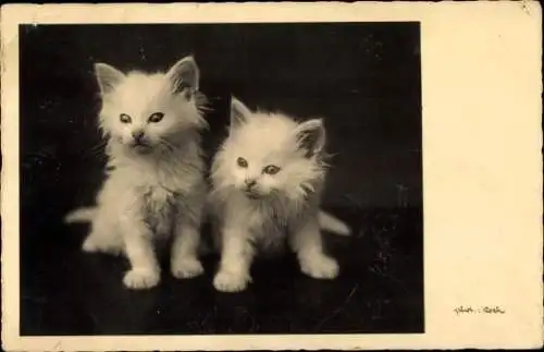 Ak Katzenportrait, zwei junge weiße langhaarige Kätzchen