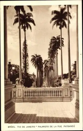 Ak Rio de Janeiro Brasilien, Palmen der Paysandu-Straße