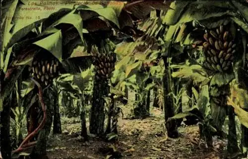 Ak Las Palmas de Gran Canaria Kanarische Inseln, Bananen Plantage