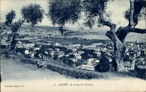 Ak Algier Algier Algerien, Durch die Olivenbäume
