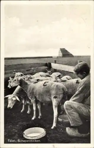 Ak Texel Nordholland Niederlande, Schafe werden gemolken