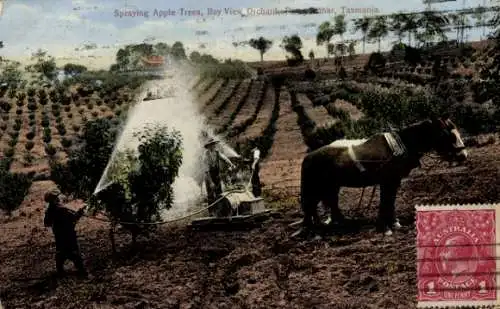Ak Tasmanien Australien, Bauern besrühen Äpfelbäume
