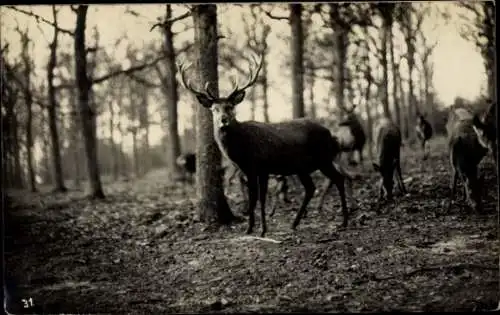 Foto Ak Hirsche im Wald