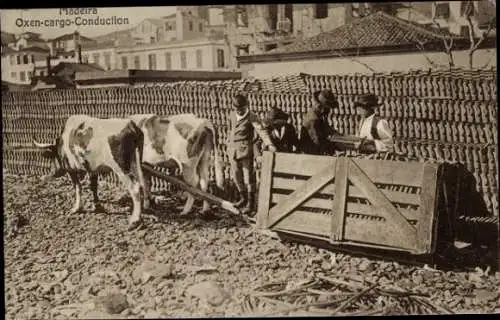 Ak Insel Madeira Portugal, Oxen-cargo-Conduction