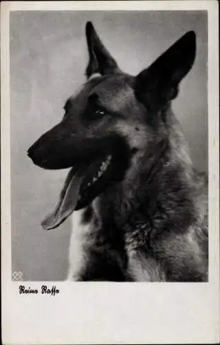 Ak Reine Rasse, Schäferhund, Hundeportrait