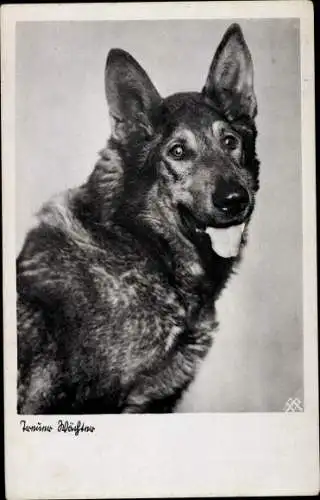 Ak Treue Wächter, Schäferhund, Hundeportrait