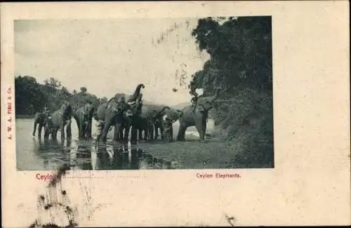 Ak Ceylon Sri Lanka, Elephants, Elefanten am Flussufer, Elefantenführer
