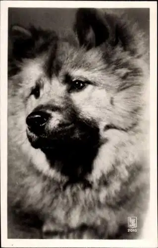 Ak Hundeportrait, Chow Chow, Hund mit langem Fell