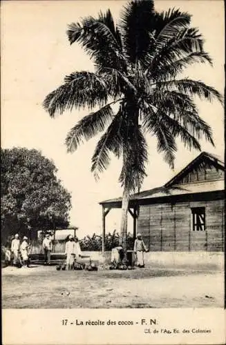 Ak Afrika, La recolte des cocos, Ernte der Kokosnüsse, Palme, Hütte