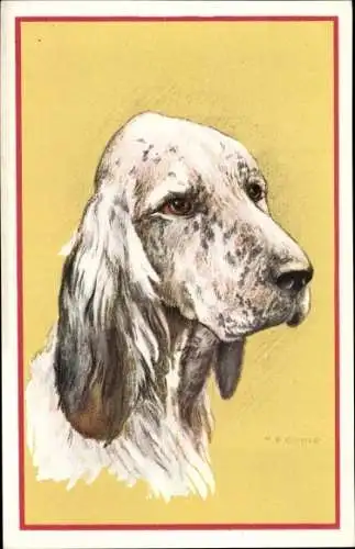 Künstler Ak Cooper, M. B., English Setter, Hundeportrait