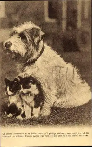 Ak Terrier mit Katzenbabys, Hund, Kätzchen, Griffon debonnaire