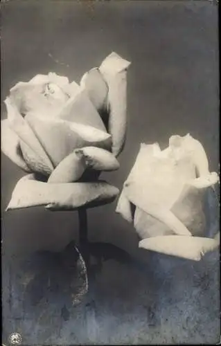 Ak Rosen, Blüten, Detailaufnahme