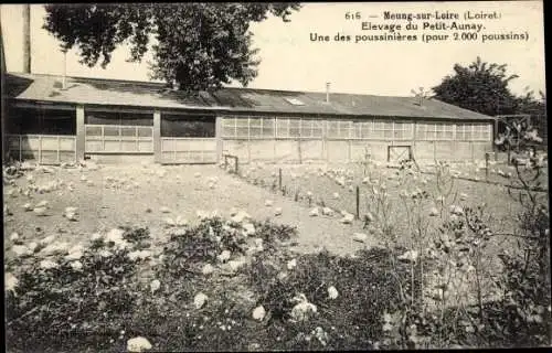 Ak Meung sur Loire Loiret, Elevage du Petit Aunay, Une des Poussinieres