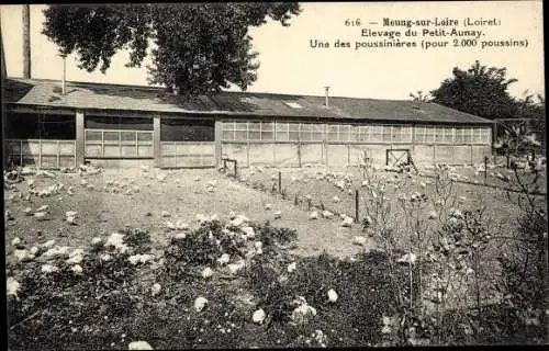 Ak Meung sur Loire Loiret, Elevage du Petit Aunay, Une des poussinieres