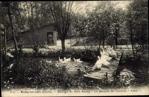 Ak Meung sur Loire Loiret, Elevage du Petit Aunay, Un parquet de Canards Pekin