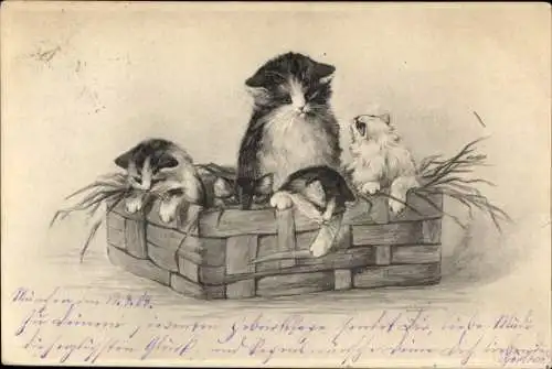 Künstler Ak Katzen im Korb, Mutter mit Kitten
