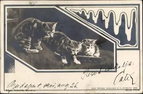 Jugendstil Passepartout Ak Drei neugierige Katzen