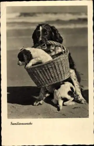 Ak Familienzuwachs, Hund, Welpen, Korb