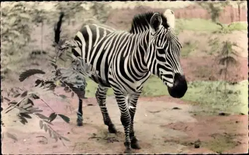 Ak Tierwelt in Afrika, Zebra