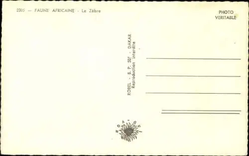 Ak Tierwelt in Afrika, Zebra