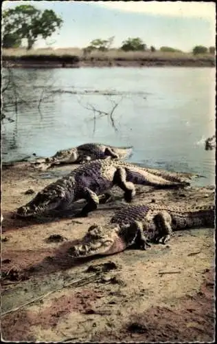 Ak Tierwelt in Afrika, Krokodile