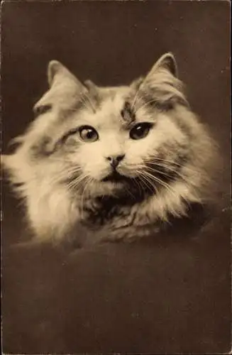 Ak Katzenportrait, langhaarige Katze