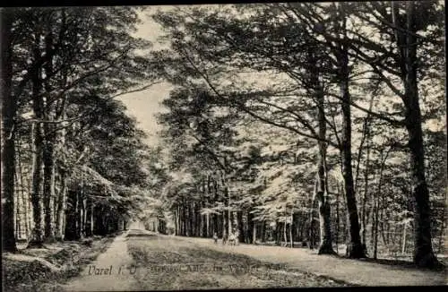 Ak Varel in Oldenburg Jadebusen, Wald