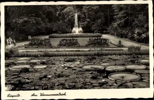 Ak Legnica Liegnitz Schlesien, Partie am Warmwasserteich, Seerosen