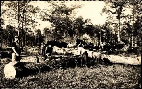 Ak Le Fidelaire Ihr Holzfällerplatz im Wald