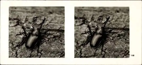 Stereo Raumbild Foto Aus der Lebensgemeinschaft des Waldes Nr. 118, Hirschkäfer-Männchen