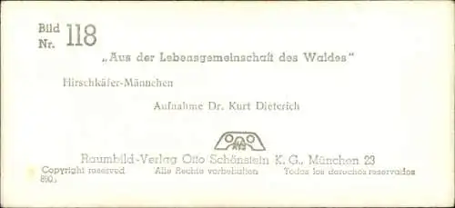 Stereo Raumbild Foto Aus der Lebensgemeinschaft des Waldes Nr. 118, Hirschkäfer-Männchen