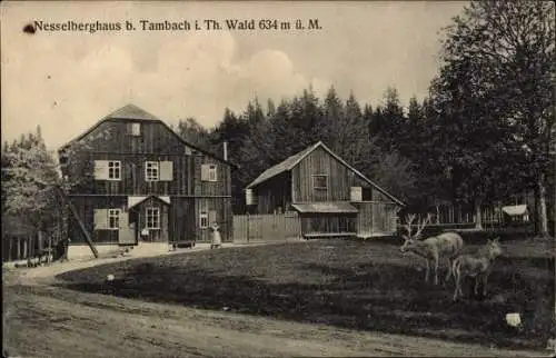 Ak Tambach Dietharz im Thüringer Wald, Das Nesselberghaus, Hirsche