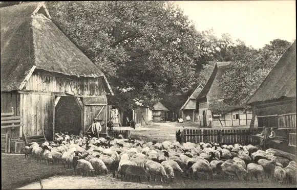 Ak Lüneburger Heide, Bauernhof, Schafherde, Hirte