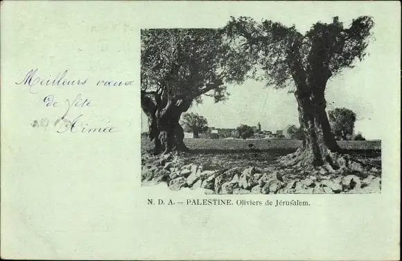 Ak Palästina, Olivenbäume von Jerusalem