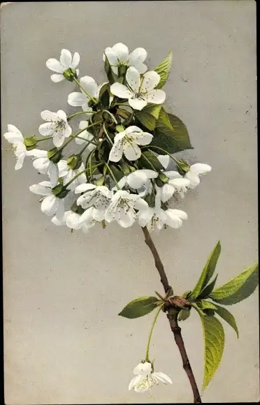 Ak Weiße Blumen, Blüten